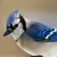 geaisbleu200's - Steam avatar