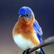 sox36's - Steam avatar