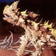 moloch horridus's Stream profile image