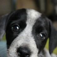 [doGs] CHARLIE THE FLAMINGO.'s - Steam avatar