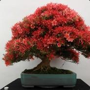 Bonsaiiii's - Steam avatar