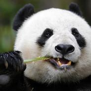 Panda's - Steam avatar