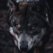 AikiWolf's Stream profile image