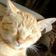 Humano de Pitiklein's - Steam avatar