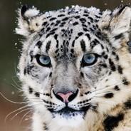 SnowLeopard's Stream profile image