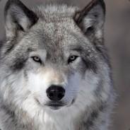Turkish Force's Stream profile image
