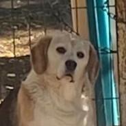 El Jajas's Stream profile image