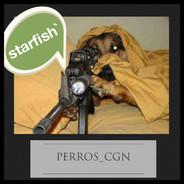 starfish's Stream profile image