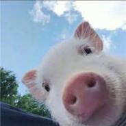 SlimPIGGY's Stream profile image