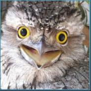 TheGreatPotoo's - Steam avatar