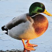 Voll in die Ente's Stream profile image