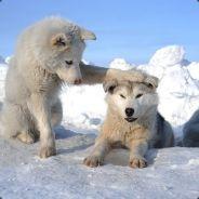 GeneralTsoChicken's - Steam avatar
