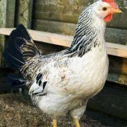 chicken's - Steam avatar