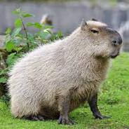 capybara's Stream profile image