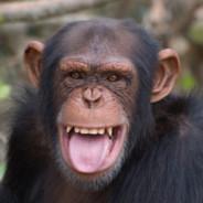 PlayfulChimp's Stream profile image