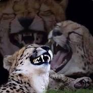 LA RCTM's Stream profile image