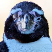 Humboldt-Penguin's Stream profile image