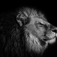 The Lion's - Steam avatar