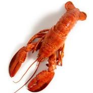 the lobster's Stream profile image