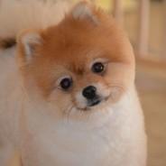 pomeranian boo's Stream profile image