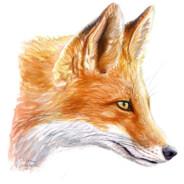 Fox's Stream profile image