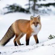 renard des bois's - Steam avatar