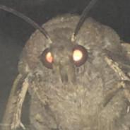 Dougieh101's - Steam avatar