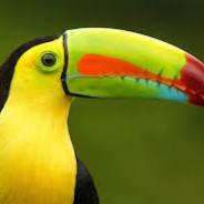 Toucan Tim's - Steam avatar