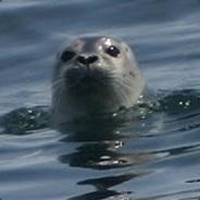 canoist's Stream profile image