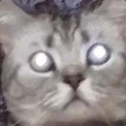 cat's - Steam avatar