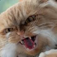 Lebowski's Stream profile image