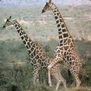 Lagirafe's - Steam avatar