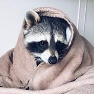 wise raccoon's Stream profile image