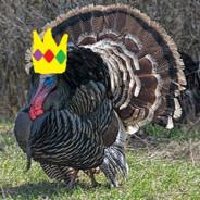 Turkey King's Stream profile image