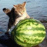 freegus's Stream profile image