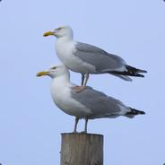 Schwifty Seagull's Stream profile image