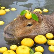 Sir Moisty Capybara's Stream profile image