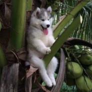 HuskyOnATree's Stream profile image