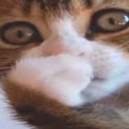 Noxx's Stream profile image