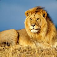 Lion3times's - Steam avatar