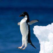 Torki's Stream profile image