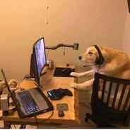 Totally not a dog playing cs go's - Steam avatar