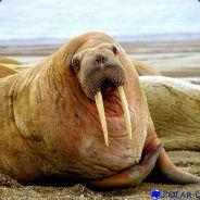 Мистер Бивень's - Steam avatar