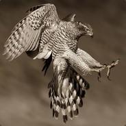 Accipiter's - Steam avatar