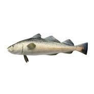 Bacalhau's - Steam avatar