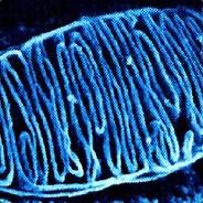 Mitochondrium's Stream profile image