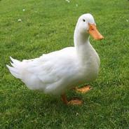 Flagelo de Deus's Stream profile image