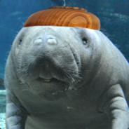 henri the manatee's Stream profile image