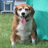 Beagle's Stream profile image