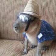 DIBUJITO 1's Stream profile image